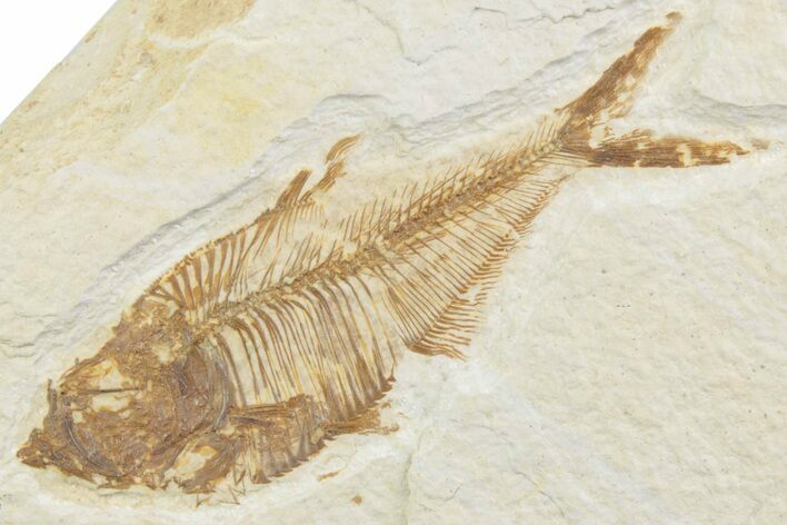 Detailed Fossil Fish (Diplomystus) - Wyoming #369474
